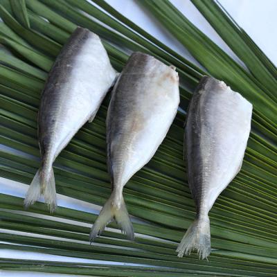 China 2021 FROZEN frozen seafood 20cm seafrozen frozen saurels hgt saurels on sale for sale