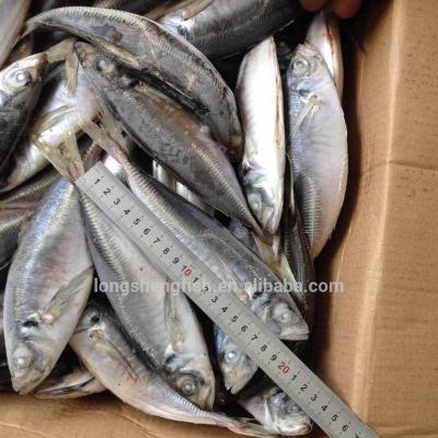 China China origin cheap price big eye whole round saurels trachurus hot sale jelly japonicus for sale