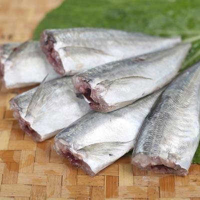 China FROZEN 2020 frozen saurels fish saurels fish japanese saurels HGT for sale