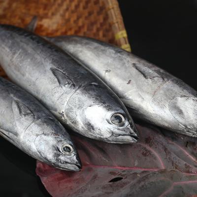 China 2021 New FROZEN Whole Frozen Skipjack Tuna Skipjack Tuna Price in India for sale