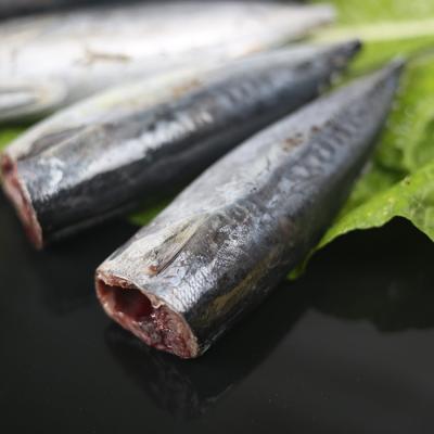 China FROZEN 2019 frozen bonito skipjack fish sale bonito loins bonito fish with price tunas price in india for sale