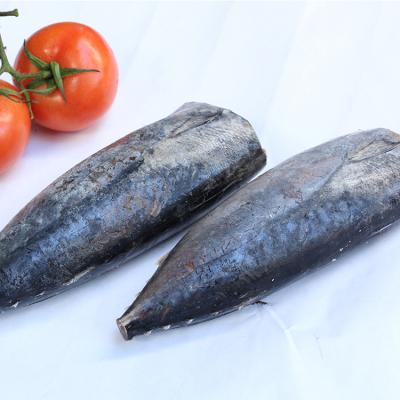 China FROZEN FROZEN Fresh Bomb Fish Price HGT Tuna Bonito Skipjack For Sale for sale