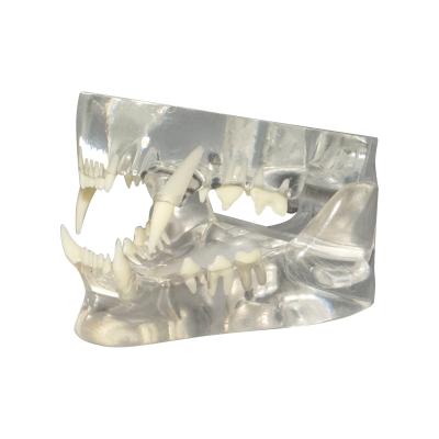 China Resin Pet Tooth Model Cat Transparent Tooth Canine Tooth Oral Teaching Demonstration Simulation Animal Mold for sale