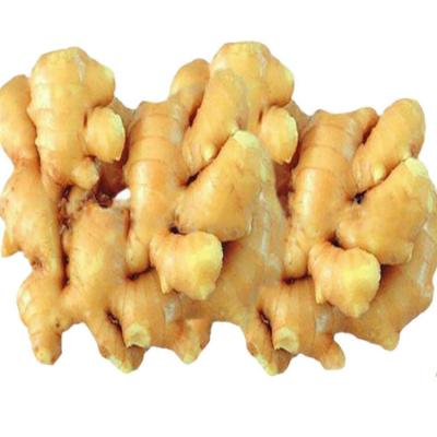 China Fresh Ginger Fresh Ginger Export with High Quality for sale