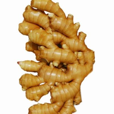 China China Shangdong Fresh Fresh Ginger Hot Sale for sale