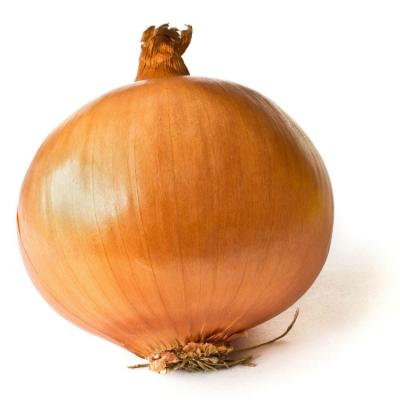 China Healty Fresh Wholesale Vegetable Food Best Quality Yellow Onion Buyers for sale