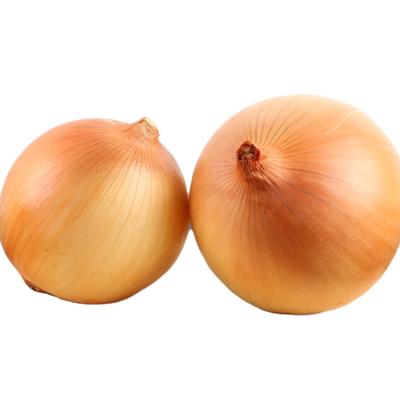 China China Gansu Fresh Good Quality Fresh Yellow Onion Exporter for sale