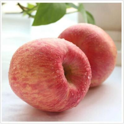 China Natural Chinese Fresh Apple Fruit For Sale High Quality Fresh Red Delicious Fuji Apples With Competitive Price for sale