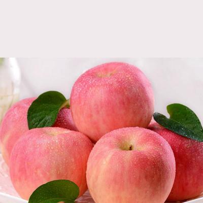 China Natural Export Apple Red Fuji Apple Fresh Fruit With Good Price for sale