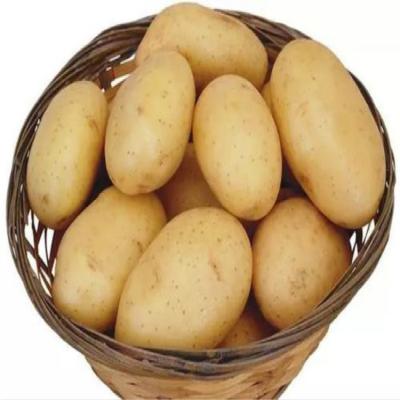 China small fresh yellow potao organic food wholesale/bulk large size for sale