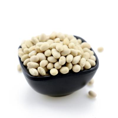 China 2020 new crop dry white bush beans large size white bush beans wholesale for sale