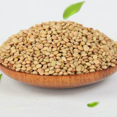 China Dry lentils wholesale new crop of high quality 2020 green lentils for sale