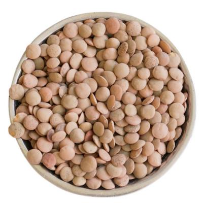 China New Export Lentil Green Lentil Dry Cultivation for sale