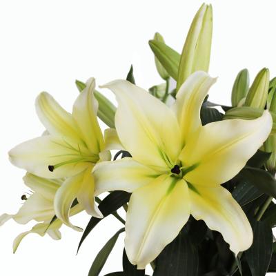 China Wholesale Fresh Natural Touch Cut Flower Lily Flower Bulk Price for sale