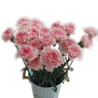 China Touch buy natural cut flowers bulk fresh carnation for mother's day flowerwholesale for sale