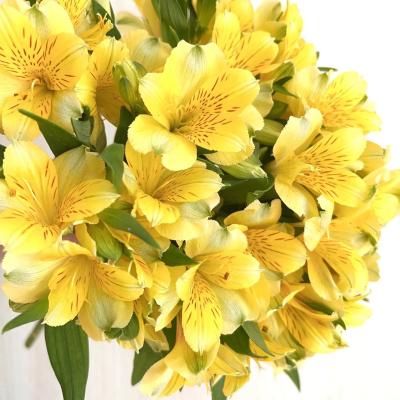 China Contact Buy Fresh Natural Cut Flower Bulk Fresh Cut Flowers For Flower Gift Shop for sale