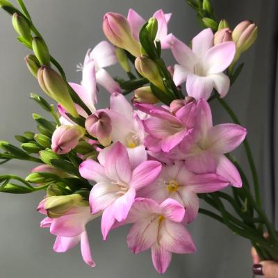 China Wedding Decoration Natural Touch Cut Flower Freesia Fresh Flowerwholesale for sale