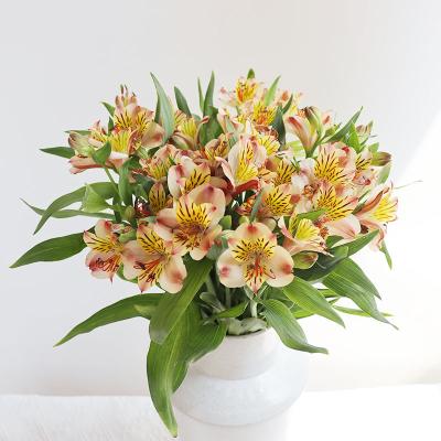 China Natural Touch Mothers Day Flowers Decorative Flowers Cut Flowers Fresh Lily For Wholesale for sale