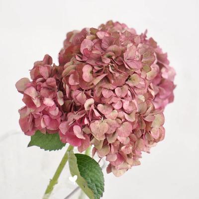 China Natural Wedding Decoration Box Flower Touch Cut Flower Fresh Hydrangeas for sale