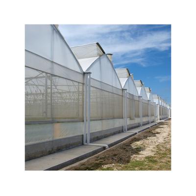 China Hot Dip Galvanized Steel Venlo Serrated Multi Span Hydroponics Multi Span Greenhouse Competitive Price Plastic Greenhouses for sale