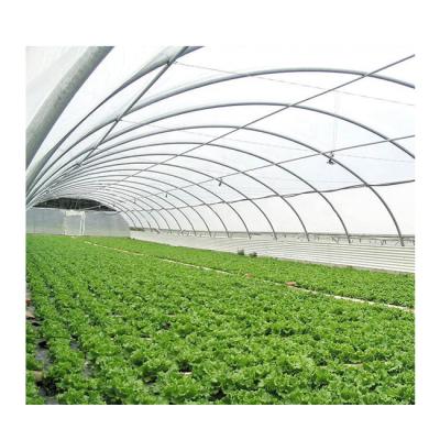 China Hot Dip Galvanized Steel Professional Manufacturer Multispan Glass Panels Blueberry Greenhouse for sale