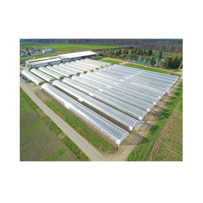 China Hot Dip Galvanized Steel Factory Wholesale Price Outdoor Aluminum Single Span Greenhouse for sale