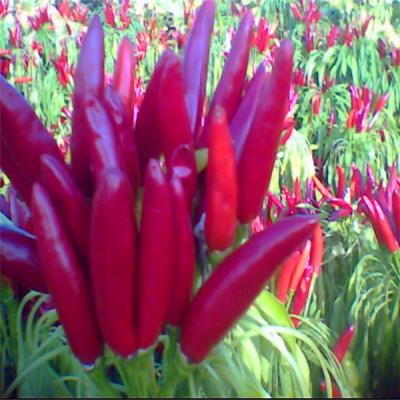 Китай Single Herb Bullet Red Chili with 2% Broken Rate продается