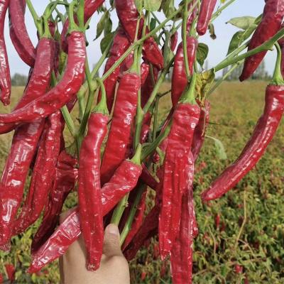 China Dehydrierte spanische rote Chili-Knospen mit hohem Vitamin-A- und C-Geschmack zu verkaufen