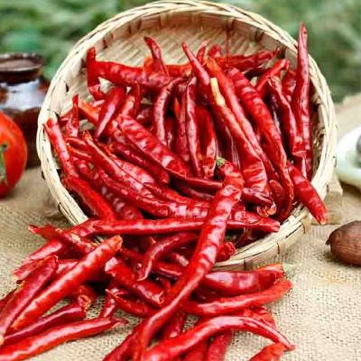 China 7-19 cm Länge Dehydrierende Chilis mit Vakuumversiegelter Verpackung zu verkaufen