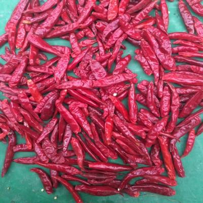 China Frisch geerntetes Guajillo-Chilli-Samen - Feuchtigkeit 8%-12% - Reinheit 95-99% zu verkaufen