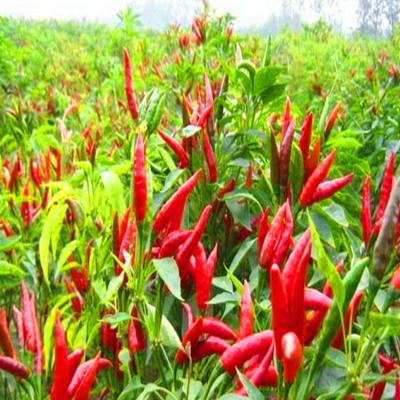 China Premium getrocknete Vogel-Augen-Chilli Kleine 50000SHU 1 KG Rot zu verkaufen