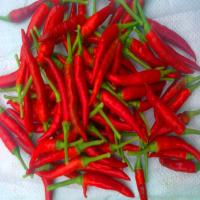 China Pimientos de chile rojo secos picantes para la cocina de Sichuan en venta
