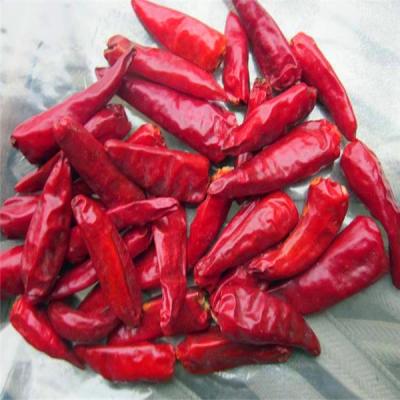 Chine 20000-30000SHU Bullet rouge chaud Chili petites herbes uniques Épices pour les marchés nationaux à vendre