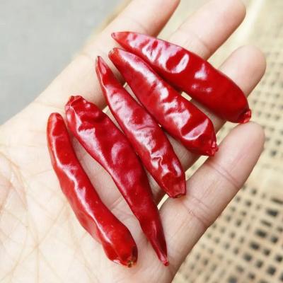 China Non Additives Red Bullet Chilli With Hat  For Your Business Standard for sale