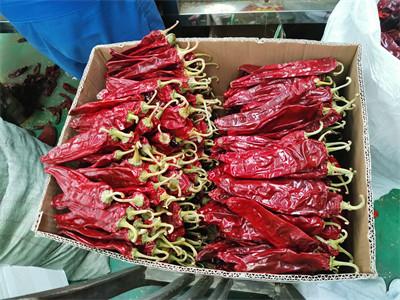 China Neue Ernte süße Paprika Pepper Pungent 13-18 cm 220 ASTA zu verkaufen