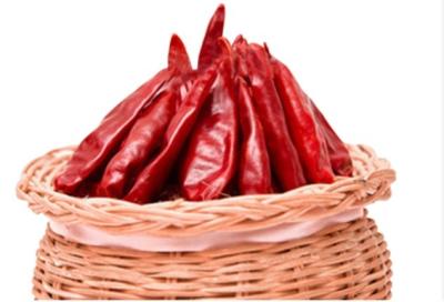 Cina I peperoncini rossi rossi asciugati all'aria di Tientsin bloccano l'umidità secca cinese di Chili Peppers 12% in vendita