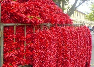 Chine Piments secs entiers aspermes Chaotian Sichuan faisant face à des piments de ciel à vendre