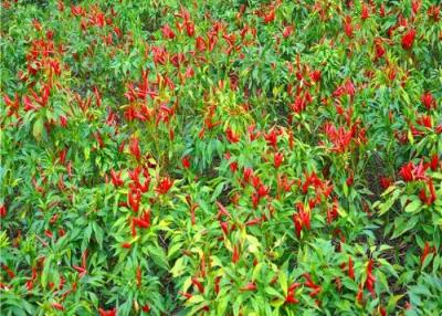 China Fiery Red Dried Birds Eye Chilli for Spicy Cooking zu verkaufen