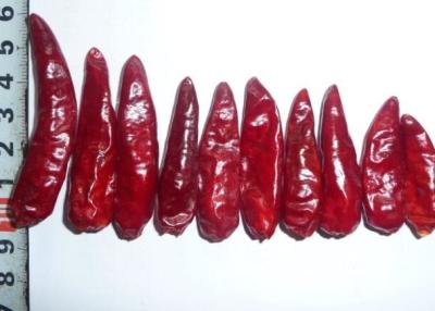 Chine Piments rouges Chili Peppers chaud sec acaule GMP de balle de Sichuan à vendre