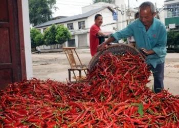 China 16CM Erjingtiao trocknete Chilis keine SHU Whole Dried Red Chili-Pfeffer des Pigment-8000 zu verkaufen