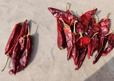 China Getrocknete lange rote Paprikas süßes organisches Guajillo pfeffert 10cm Länge zu verkaufen