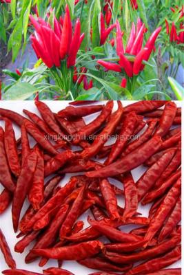 Κίνα KOSHER πιπέρι Χιλή de Arbol 25KG πικάντικο ξηρό Chiles 40mm μήκος προς πώληση