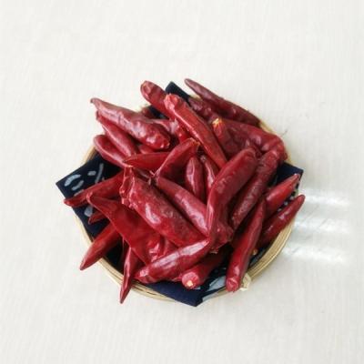 China 7CM Dried Long Red Chillies 50000SHU Dehydrated Tianjin Chili ISO for sale