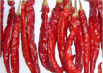 China Stemless Erjingtiao getrocknetes Chilis entkeimte die ganzen scharfen Paprikas zu verkaufen