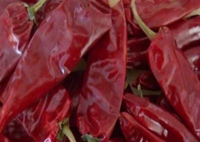 China 8000 SHU Cherry Red Guajillo Chilis die ANZEIGE, die Hülsen Chiles Guajillo trocknet, haften Form zu verkaufen