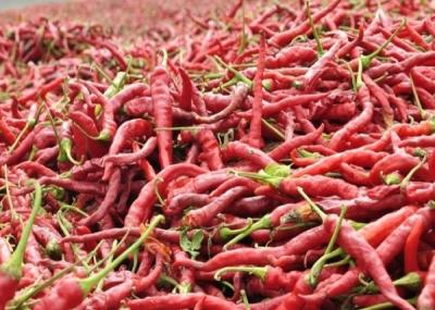 Cina Condimenti disidratati delle spezie e delle erbe di Paprika Dried Red Chilli Peppers delle verdure in vendita