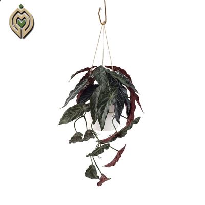 China Realistic attractive green begonia trout hanging pot minimalist leaf decoration hall exhibition plant back for sale