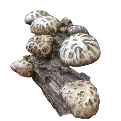 China Fresh Shiitake Logs / Indoor Grow Mushroom Grow Room / Grow Tent Kits for sale