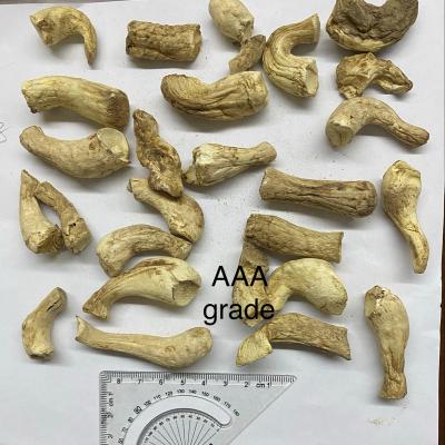 China White Shitake Mushroom Leg Color Spring Dry Cleaning Side Culture Cooked Flavor Weight Deep Fryer Material for sale