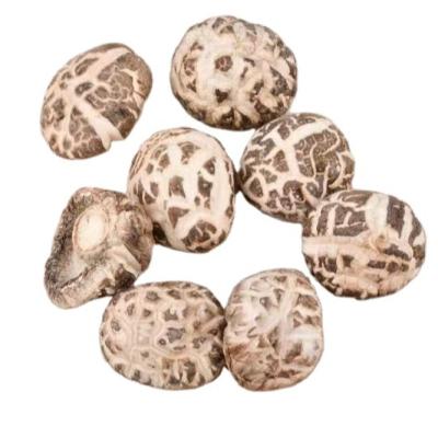 China Dried Shitake Dried Sprinkle Hot Sale Material For Consumption Base GAP Long Shelf Life for sale